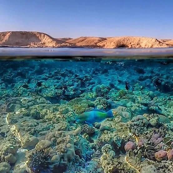 Ras Mohammed National Park by Land — 4